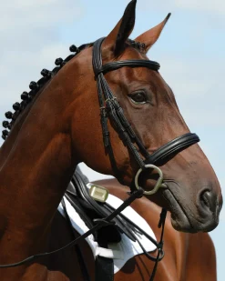 Collegiate Syntovia+ Padded Raised Flash Bridle