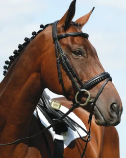 Collegiate Syntovia+ Padded Raised Flash Bridle