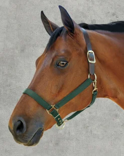 DS Heavy Nylon Breakaway Halter