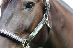 HDR Padded Jewel Halter