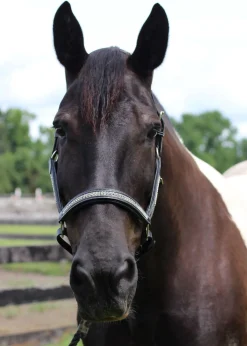 HDR Padded Jewel Halter