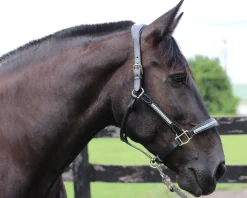 HDR Padded Jewel Halter