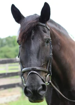 Henri de Rivel Piaffe Mono Crown Bridle with Flash Noseband & Patent Leather