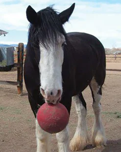 Horsemen's Pride™ Jolly Ball®