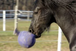 Horsemen's Pride™ Scented Jolly Ball®