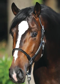 Kavalkade Cavo Halter