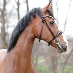 Kavalkade Florina Bridle