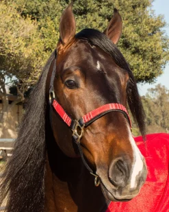 Kensington™ Premium Halter