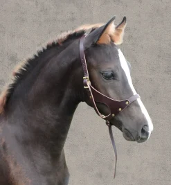 Perri’s® Leather Foal Halter