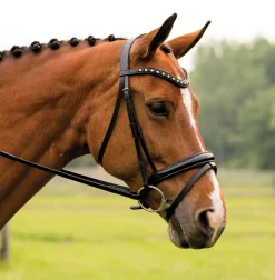 Red Barn Stride Dressage Bridle