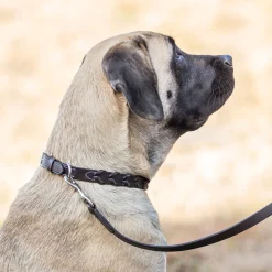 Rider’s International™ Laced Rein Dog Collar