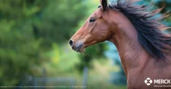 Safe-Guard® Dewormer