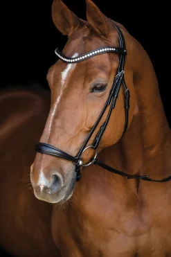 Schockemöhle Pisa Drop Nose Bridle
