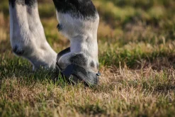 Scoot Boot Skins Glue-On - 2 Pack