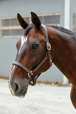 Suffolk™ Triple-Stitched Halter