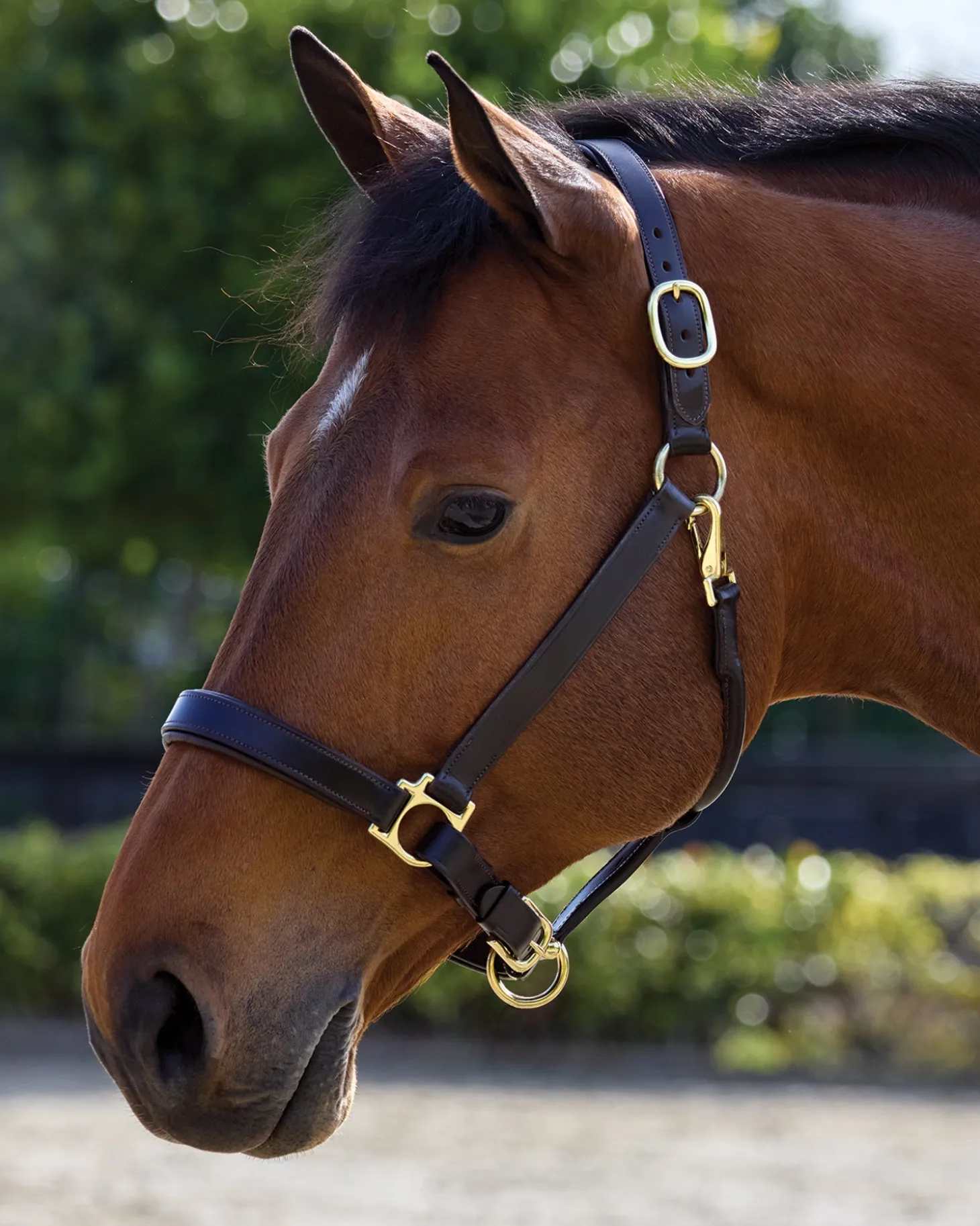 Suffolk™ Everyday Halter