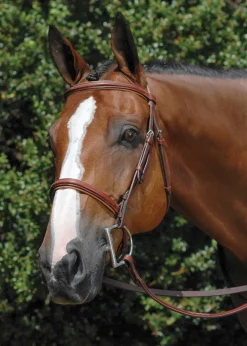 Vespucci Fancy Raised Hunter Bridle