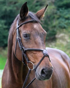Vespucci Square Raised Figure-8 Bridle