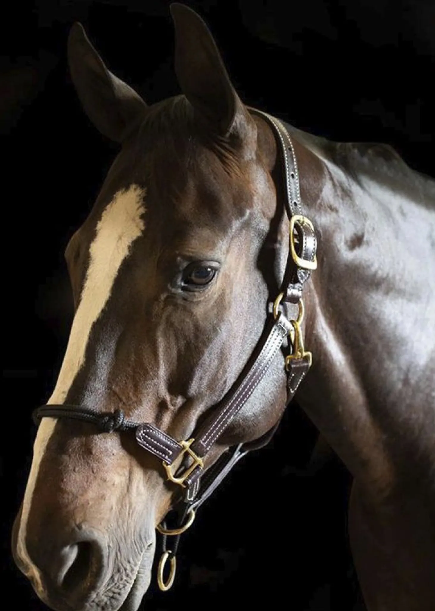 Walsh™ Rope Nose British Halter